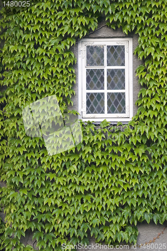 Image of Window with ivy