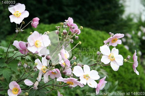 Image of Anemones