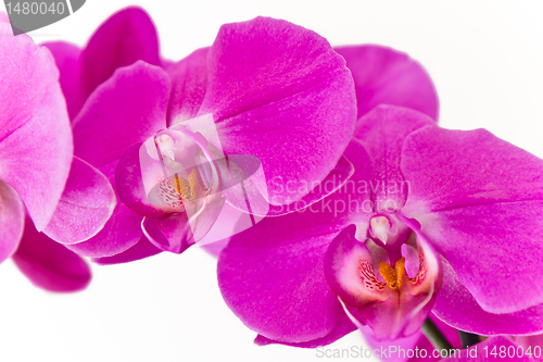 Image of pink orchid