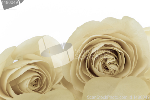 Image of white rose macro