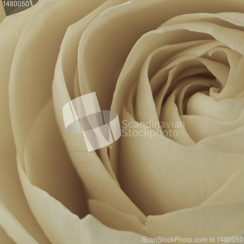Image of white rose macro