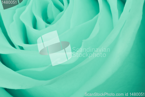 Image of green rose close up