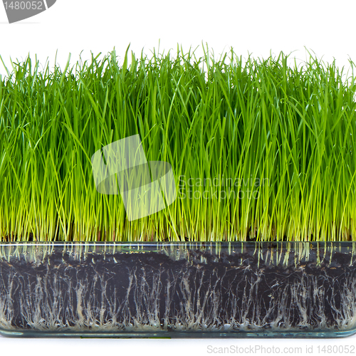 Image of grass with soil