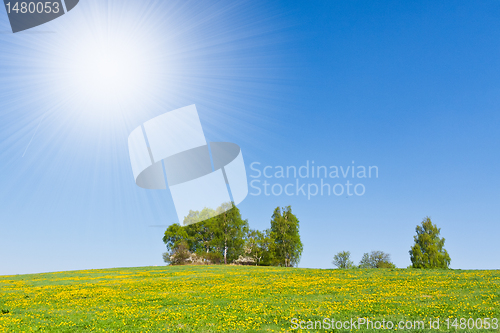 Image of grassland in the springtime