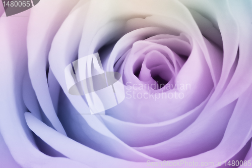 Image of multicolor rose