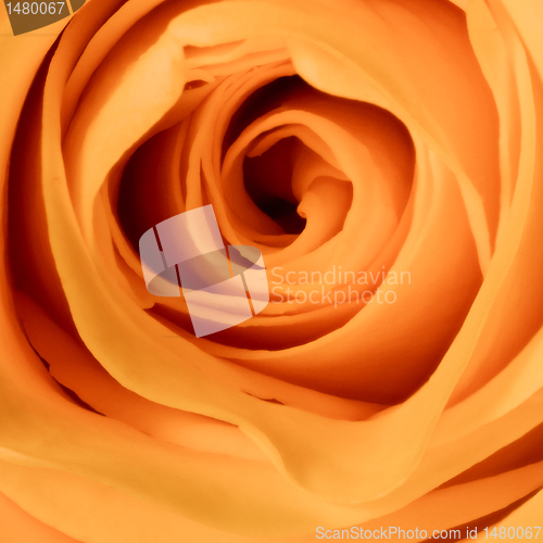 Image of orange rose close up