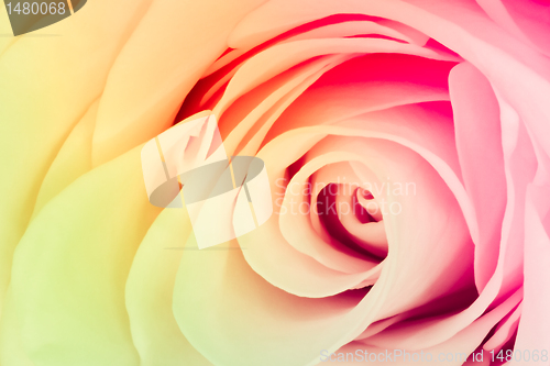 Image of multicolor rose