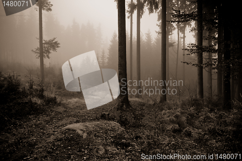 Image of misty forest