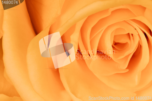 Image of orange rose close up