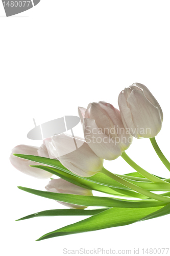 Image of tulips