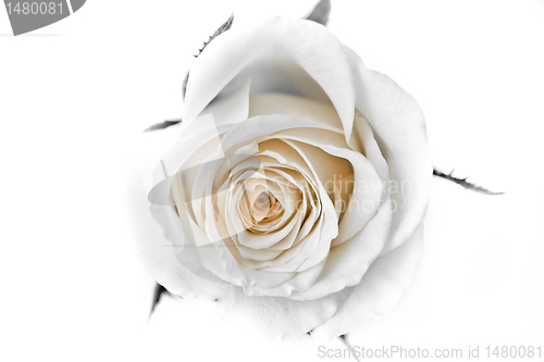 Image of white rose petals