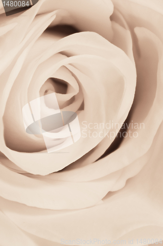 Image of white rose close up
