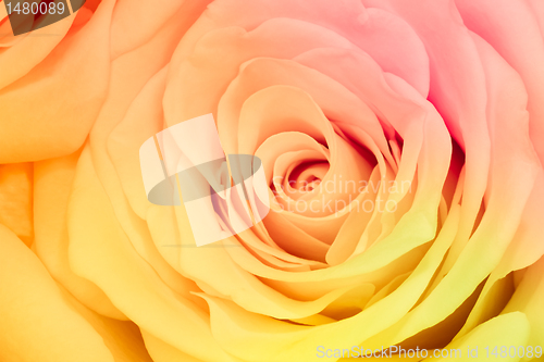 Image of multicolor rose