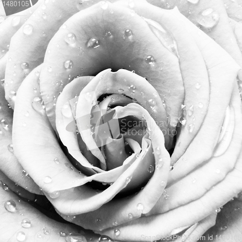 Image of white rose
