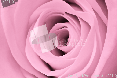 Image of pink rose close up