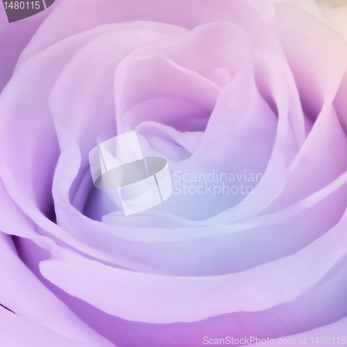 Image of multicolor rose