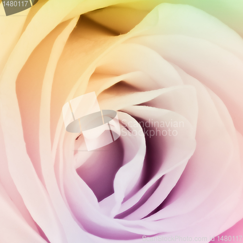 Image of multicolor rose