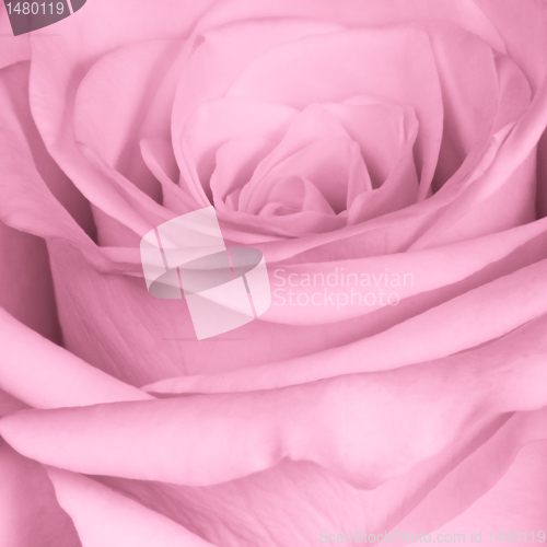 Image of pink rose close up