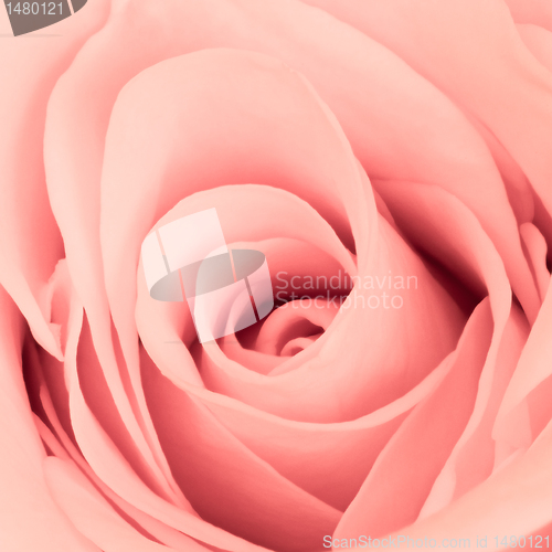 Image of pink rose close up