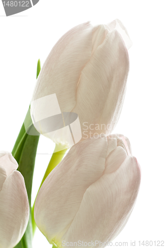 Image of tulips