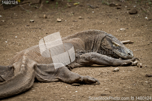 Image of komodo dragon in natural habitat