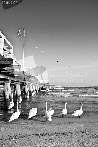 Image of birds at pier