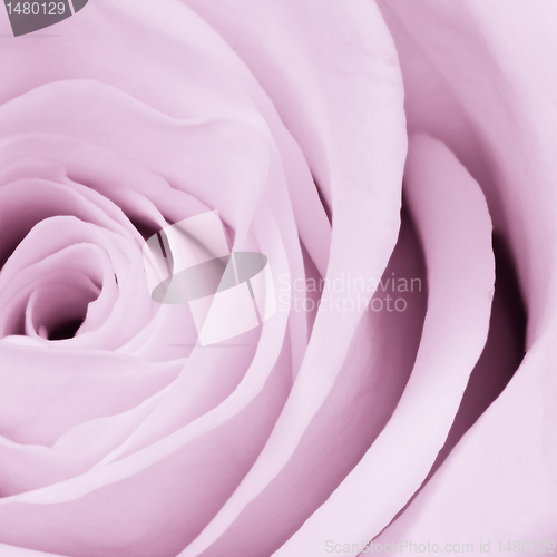 Image of violet rose close up