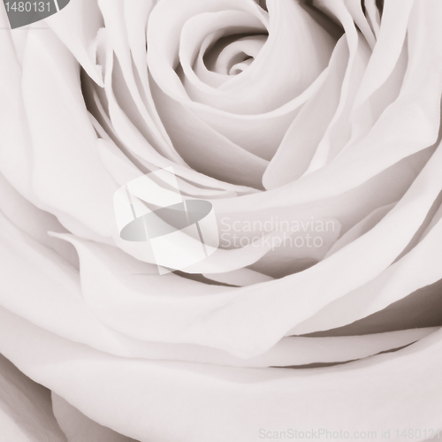 Image of white rose close up