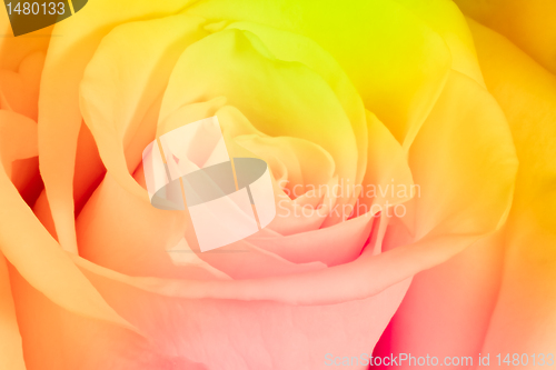 Image of multicolor rose
