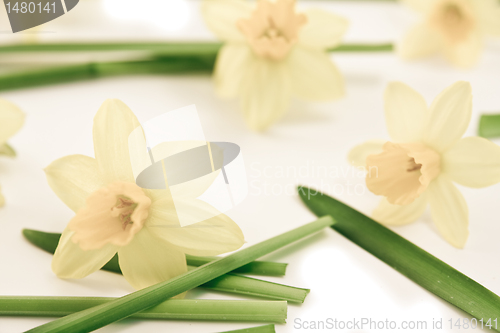 Image of daffodils background