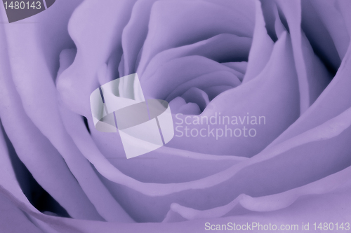 Image of violet rose close up