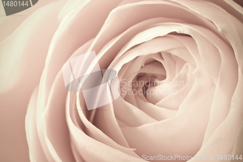Image of white rose macro