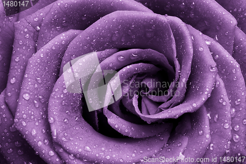Image of violet rose