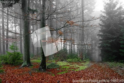 Image of misty forest