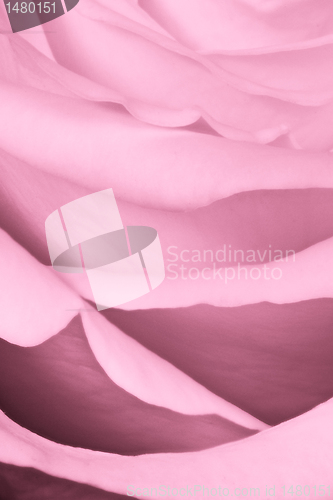 Image of pink rose close up