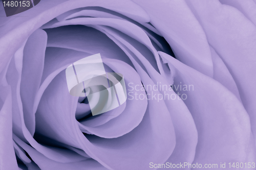 Image of violet rose close up