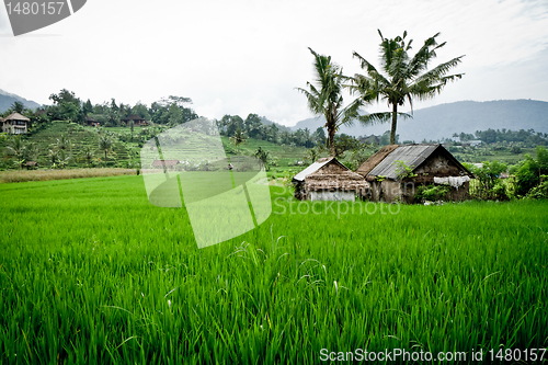 Image of rice fields in Bali, Indonesia
