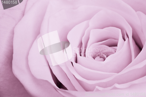 Image of violet rose close up