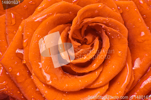 Image of orange rose