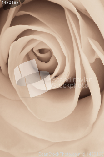 Image of white rose close up