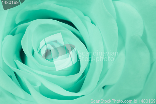 Image of green rose close up