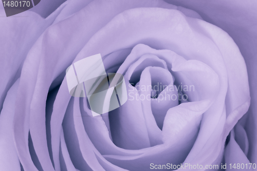 Image of violet rose close up