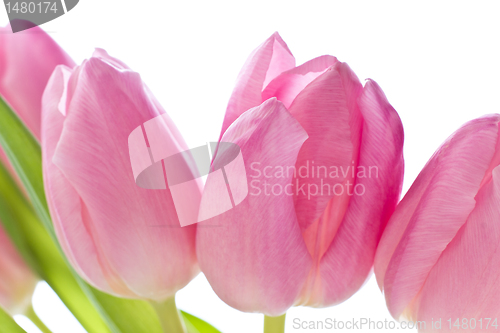 Image of pink tulips