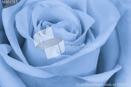 Image of blue rose close up
