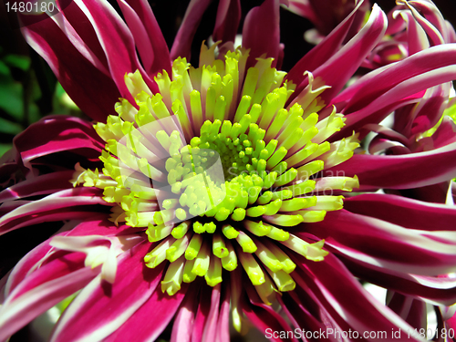 Image of chrysanthemum