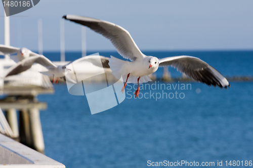 Image of seagulls at pier