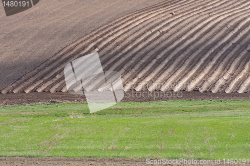 Image of potatoe field