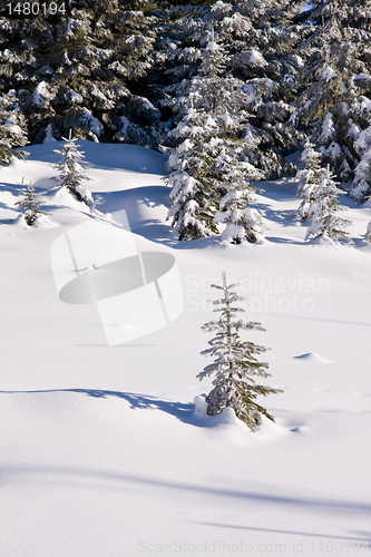 Image of fresh snow in the mountains