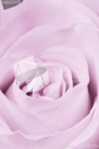 Image of violet rose close up