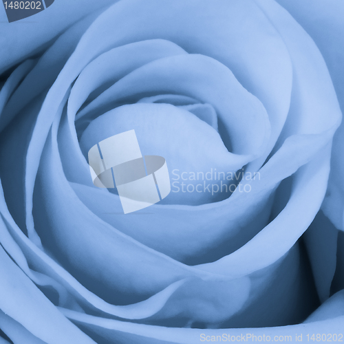 Image of blue rose close up